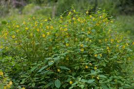 Attēlu rezultāti vaicājumam “Impatiens noli-tangere”