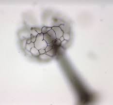 Attēlu rezultāti vaicājumam “Licea pusilla spores”