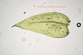 Attēlu rezultāti vaicājumam “Eurhynchium hians”