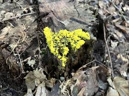 Attēlu rezultāti vaicājumam “Fuligo septica var. candida plasmodium”