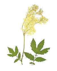 Attēlu rezultāti vaicājumam “Filipendula ulmaria  leaf”