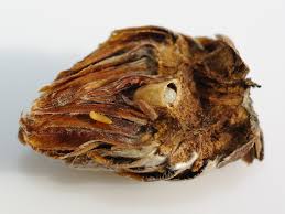 Attēlu rezultāti vaicājumam “Andricus foecundatrix”