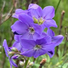 Attēlu rezultāti vaicājumam “Polemonium caeruleum fruit”