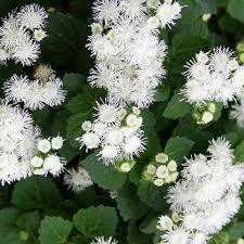Image result for Ageratum mexicanum