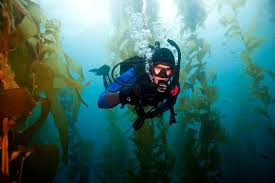 Image result for Great Western Divers