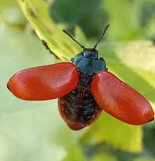 Attēlu rezultāti vaicājumam “Chrysomela populi”