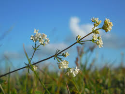 Attēlu rezultāti vaicājumam “Galium uliginosum”