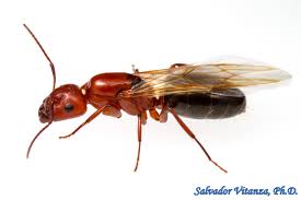 Attēlu rezultāti vaicājumam “Formicidae”