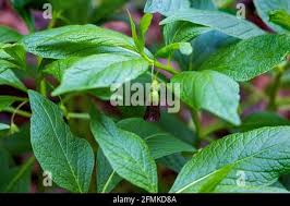 Attēlu rezultāti vaicājumam “Scopolia carniolica flower”