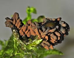 Attēlu rezultāti vaicājumam “Diderma roanense spores”