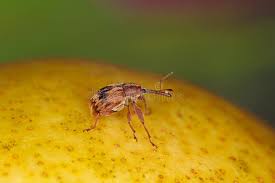 Attēlu rezultāti vaicājumam “Anthonomus pomorum”