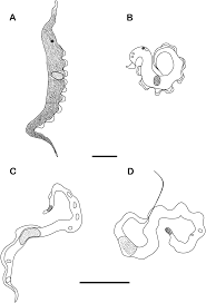Image result for Pseudomyxus capensis