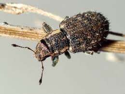 Attēlu rezultāti vaicājumam “Sitona sp.”