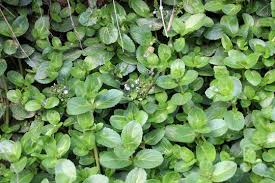 Attēlu rezultāti vaicājumam “Veronica beccabunga leaf”