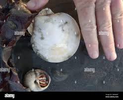 Image result for Placopecten magellanicus