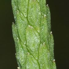 Attēlu rezultāti vaicājumam “Myosurus minimus flower”