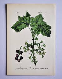 Attēlu rezultāti vaicājumam “Ribes nigrum flower”