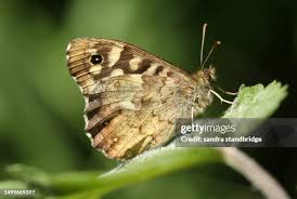Attēlu rezultāti vaicājumam “Pararge aegeria underside”
