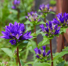 Attēlu rezultāti vaicājumam “Campanula glomerata leaf”