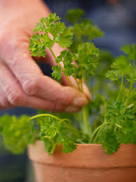 Image result for Petersilie