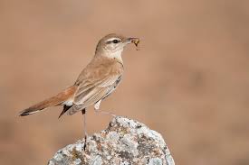 Image result for Cercotrichas galactotes