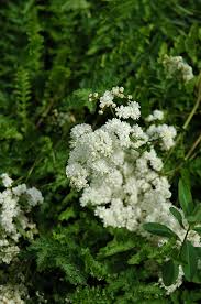 Image result for Filipendula vulgaris