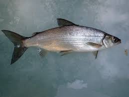 Image result for Coregonus artedi