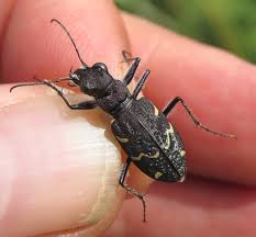 Attēlu rezultāti vaicājumam “Cicindela sylvatica imago”