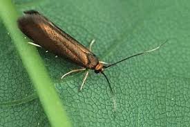 Attēlu rezultāti vaicājumam “Roeslerstammia erxlebella”