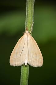 Attēlu rezultāti vaicājumam “Udea lutealis”