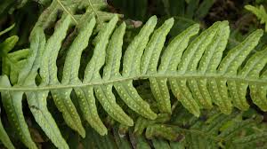 Attēlu rezultāti vaicājumam “Polypodium vulgare”