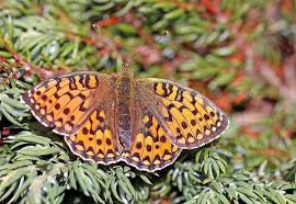 Attēlu rezultāti vaicājumam “Argynnis niobe”