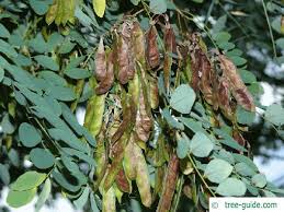 Attēlu rezultāti vaicājumam “Robinia pseudoacacia fruit”