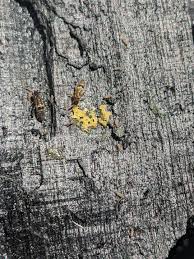 Attēlu rezultāti vaicājumam “Orchesella sp.”