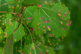 Attēlu rezultāti vaicājumam “Acalitus longisetosus”