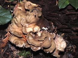 Attēlu rezultāti vaicājumam “Gomphus clavatus”