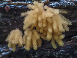 Attēlu rezultāti vaicājumam “Heterotrichia obvelata (syn. Arcyria obvelata) spores”