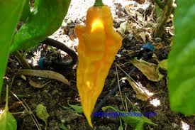 Afbeeldingsresultaat voor yellow fratali hot pepper