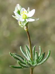 Attēlu rezultāti vaicājumam “Spergula morisonii”