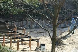 Image result for 2009早春