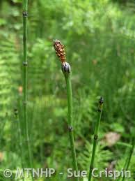 Attēlu rezultāti vaicājumam “Equisetum variegatum”