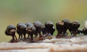 Attēlu rezultāti vaicājumam “Hemitrichia leiotricha macro”