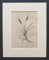 Attēlu rezultāti vaicājumam “Blysmus compressus flower”