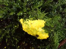 Attēlu rezultāti vaicājumam “Fuligo septica var. septica plasmodium”