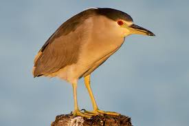 Image result for Nycticorax nycticorax