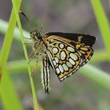 Attēlu rezultāti vaicājumam “Heteropterus morpheus underside”