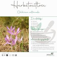 Image result for Herbstzeitlose