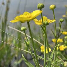 Attēlu rezultāti vaicājumam “Ranunculus lingua flower”