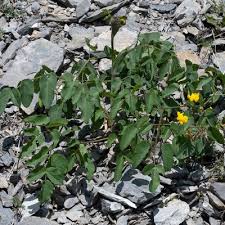 Attēlu rezultāti vaicājumam “Laserpitium latifolium leaf”