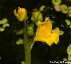 Attēlu rezultāti vaicājumam “Utricularia x neglecta flower”